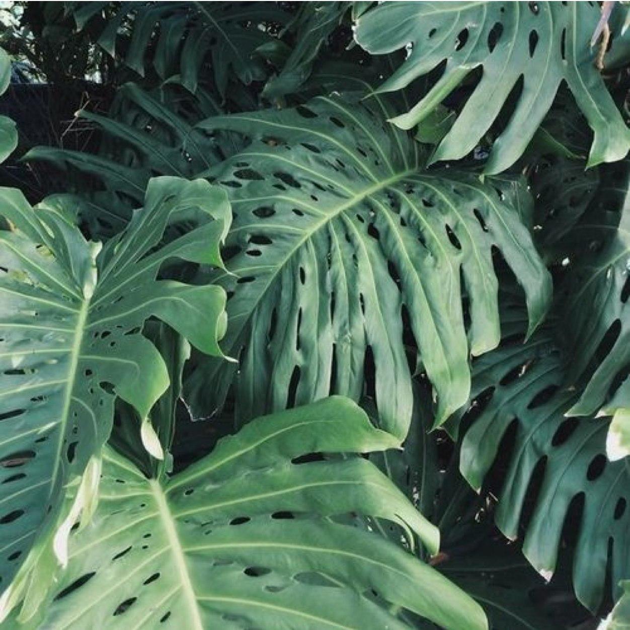 Tropical Green Plants