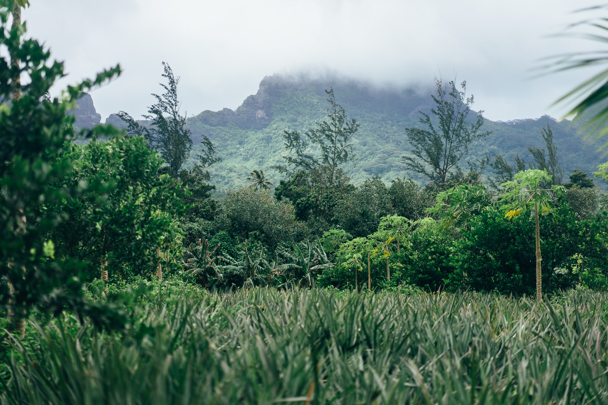 Tahiti, jour 7 : du quad dans les montagnes de Moorea