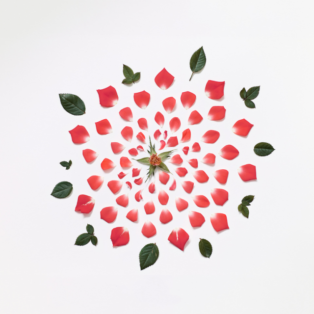 Exploded Flowers