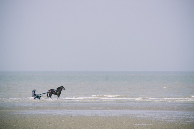Cheval à Dunkerque au téléobjectif