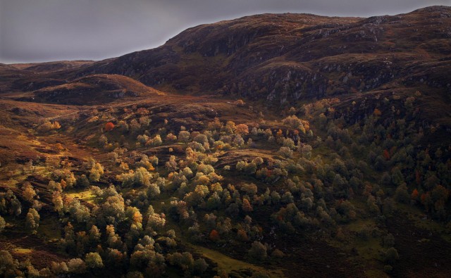 Scotland Crimson669 8