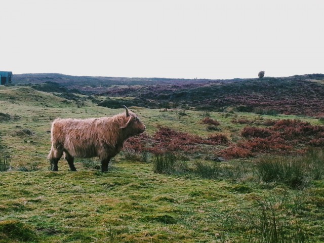 Highland Cows - Ecosse