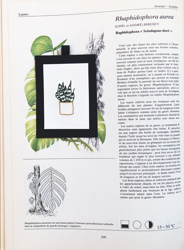 Cactus - 1967 Broderies