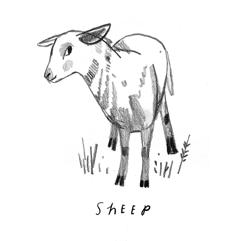 Rebecca Green - Sheep