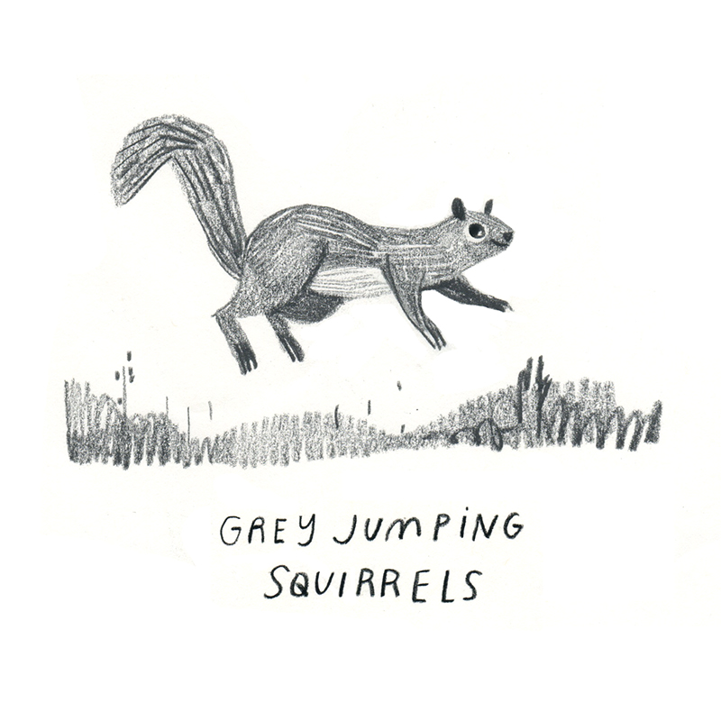 Rebecca Green - Squirrel