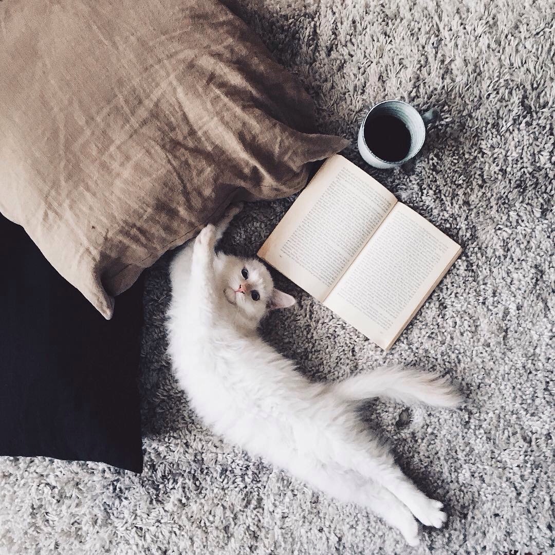 Chat et livre