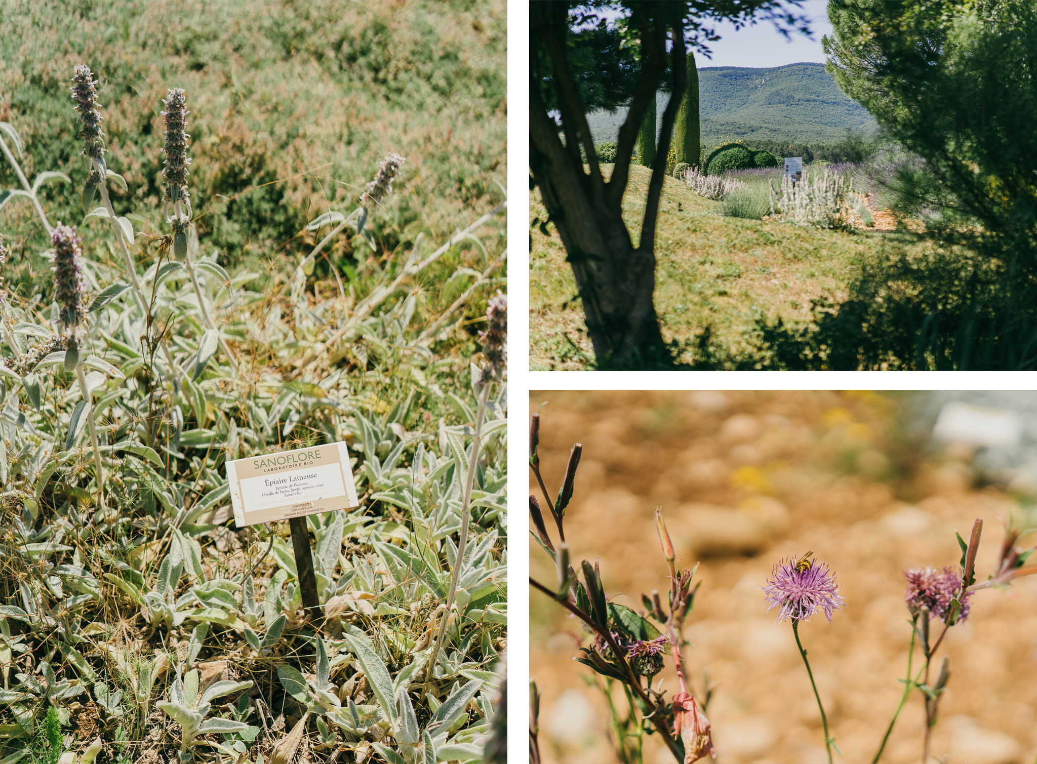 Jardin-Sanoflore-Epiaire-Laineuse