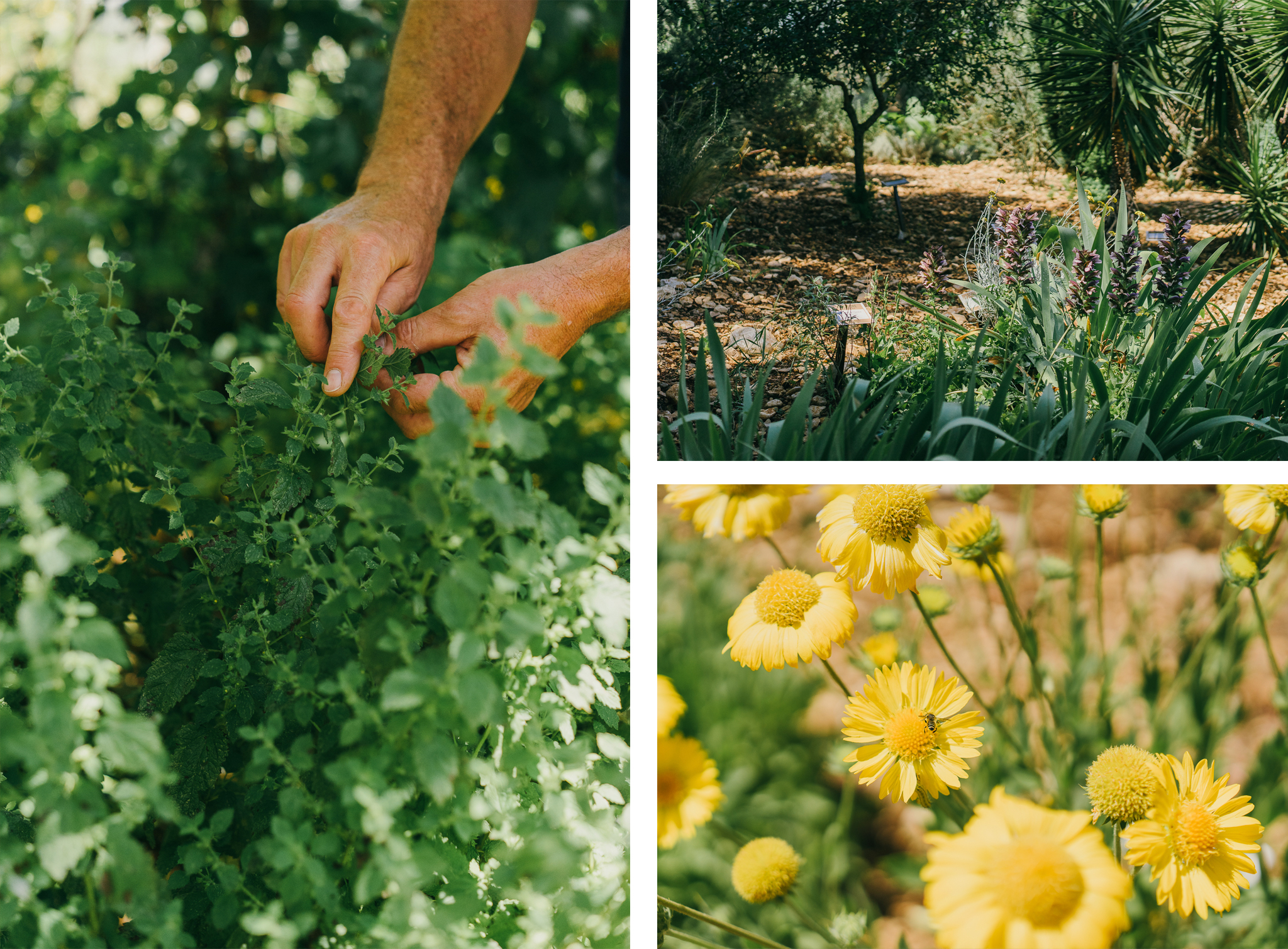 Jardin-Sanoflore-Fleurs