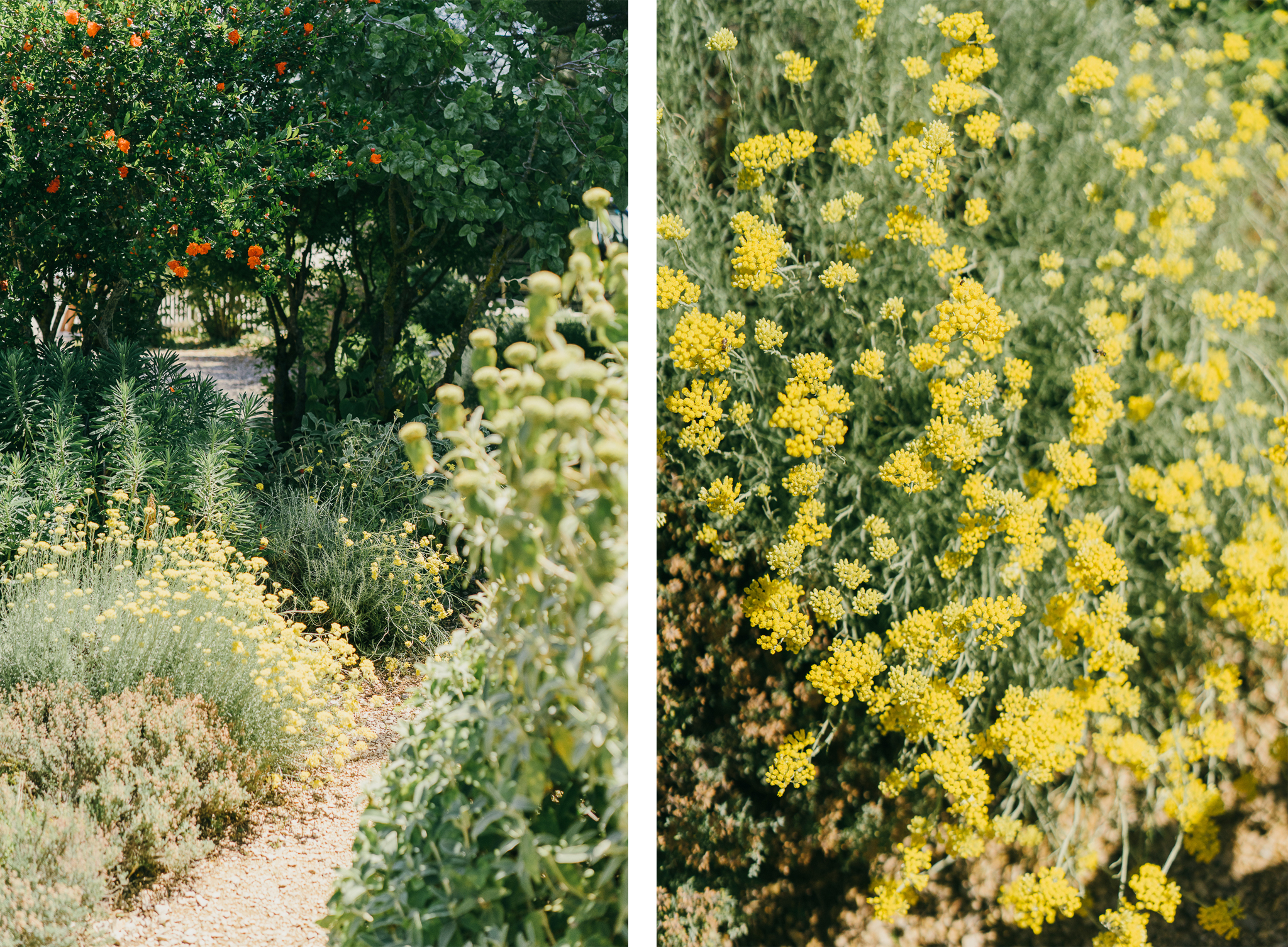 Jardin-Sanoflore---Immortelles