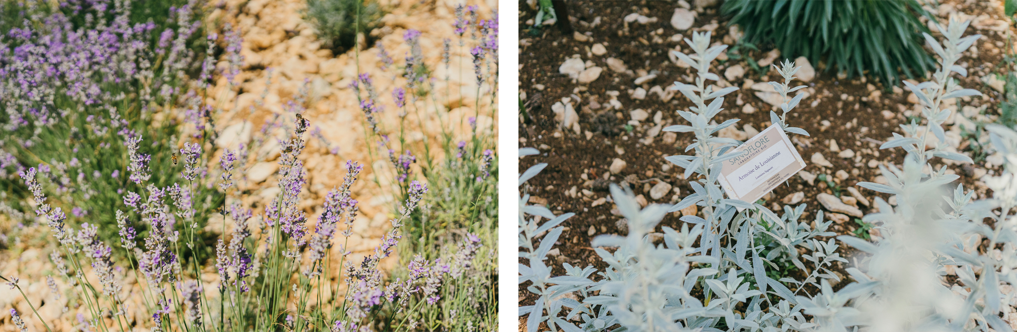 Jardin-Sanoflore-Lavande