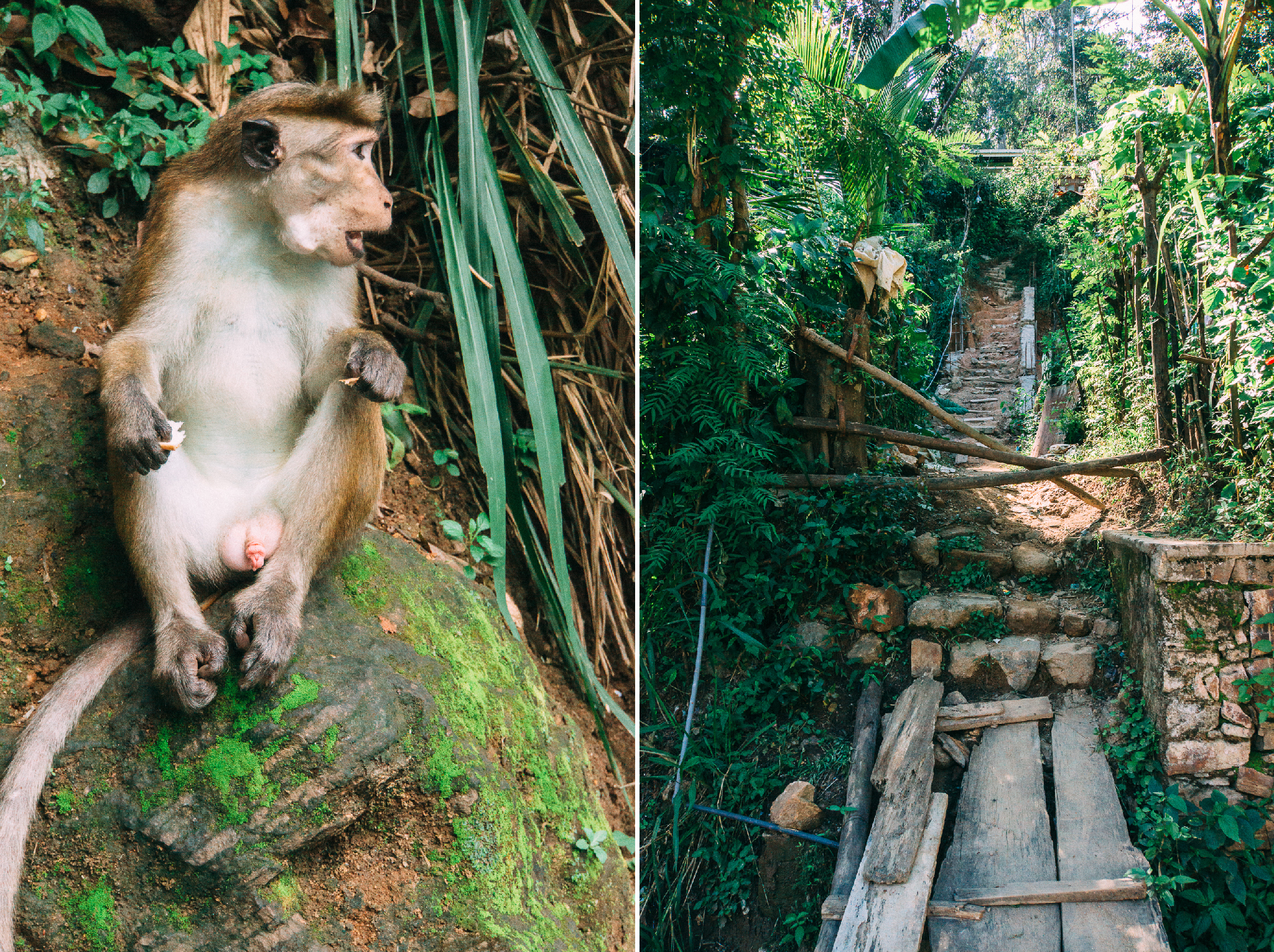 sri-lanka-ella-monkey