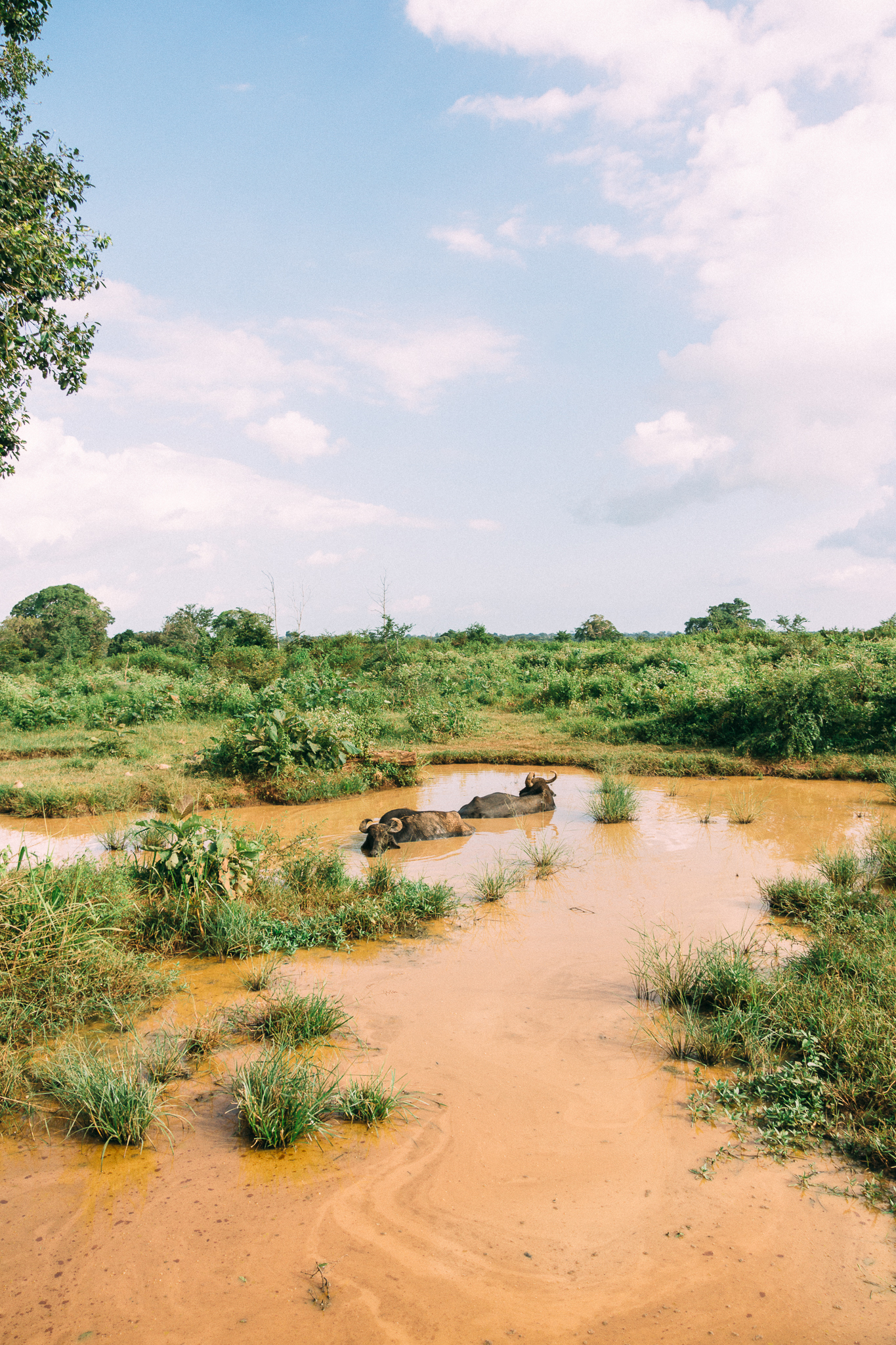 sri-lanka-udawalawe-buffles