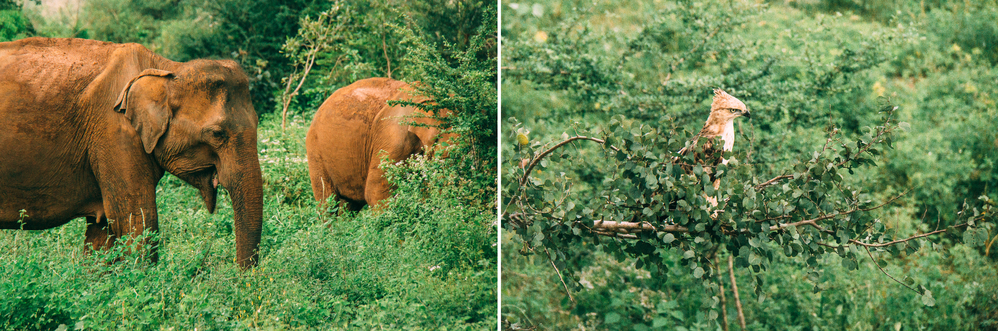 sri-lanka-udawalawe-national-park