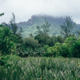Voyage à Tahiti - Moorea - Ananas