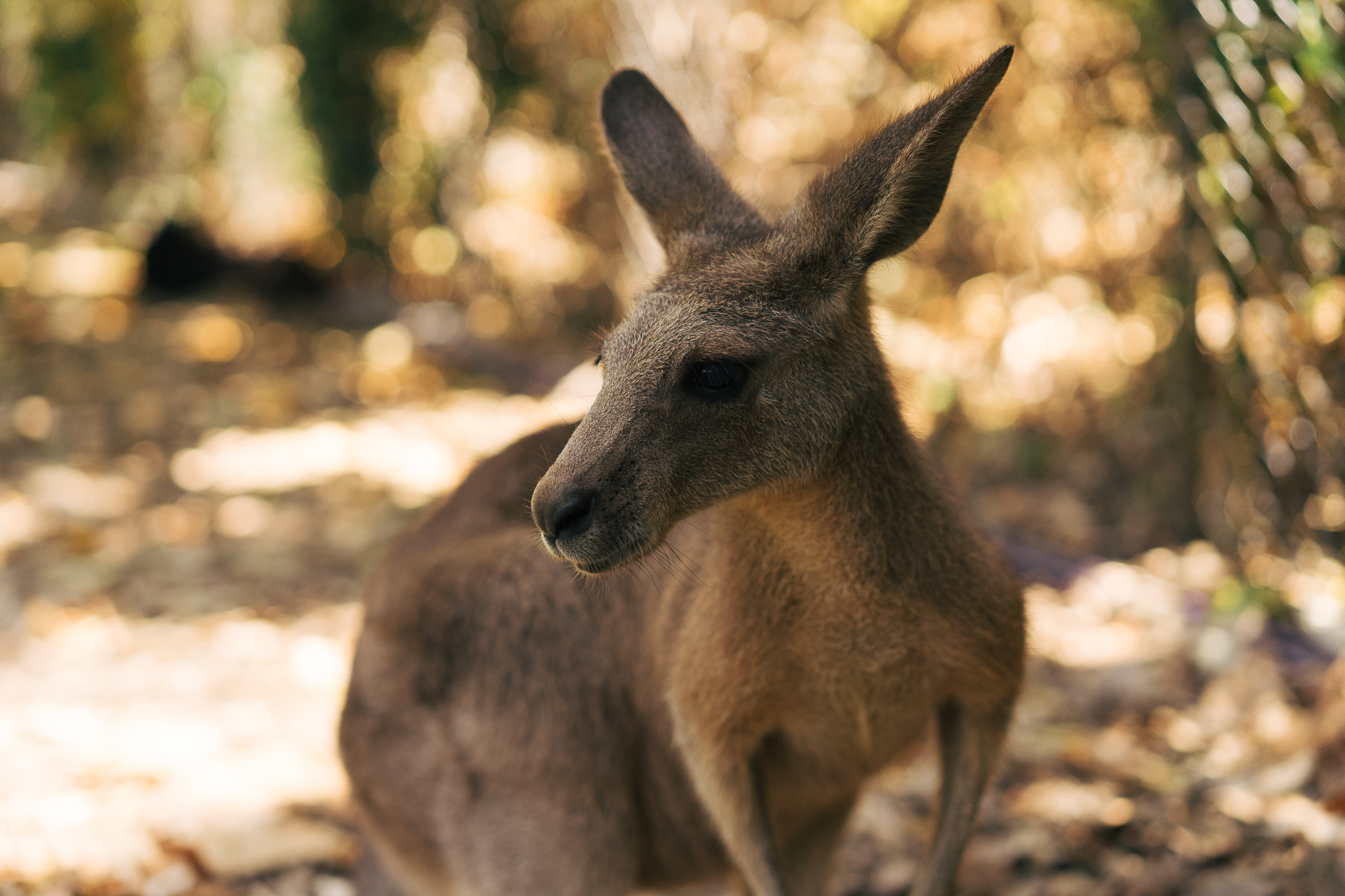 Carnet de voyage Australien – Part 1.