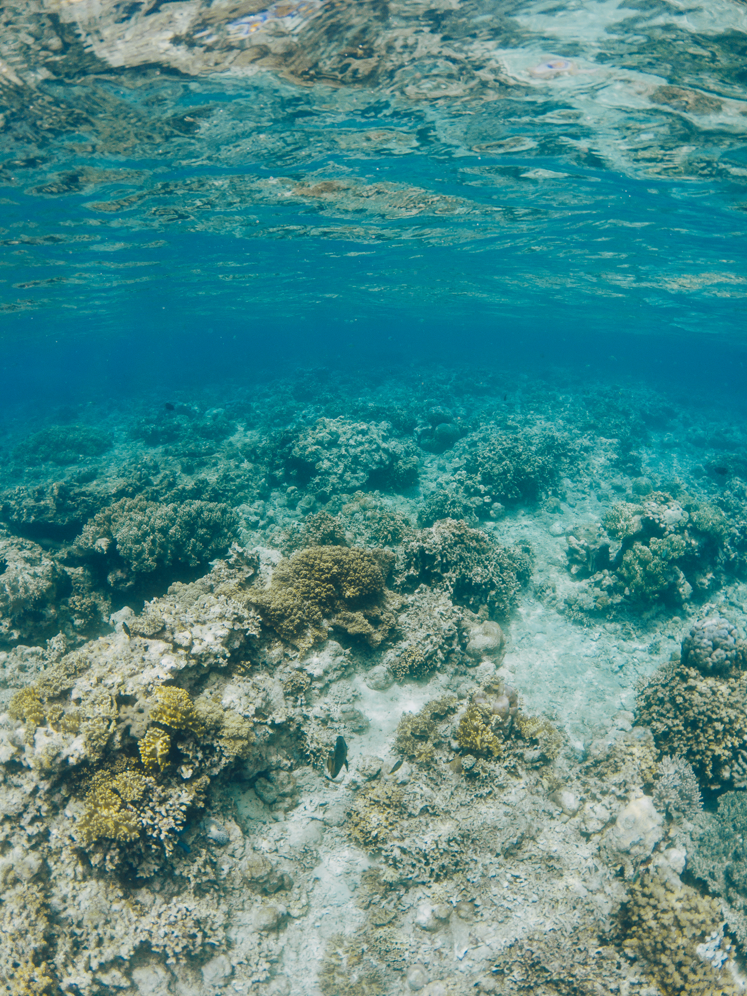 Sauvegarder les écosystèmes marins : Pur Projet et Avène