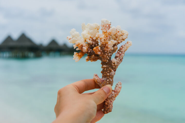 Écologie - Gestes quotidiens